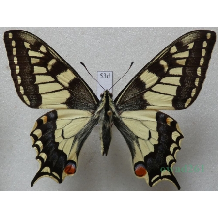 Papilio machaon Linnaeus, 1758 Paź królowej Czech 66mm53d